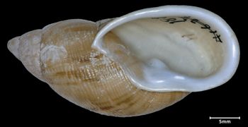 Media type: image;   Malacology 188015 Aspect: apertural